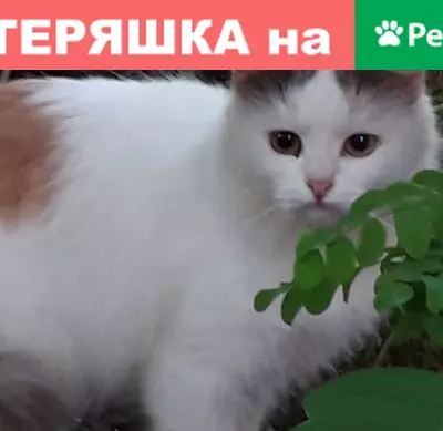 Найдена кошка на ул. Чехова в Чите