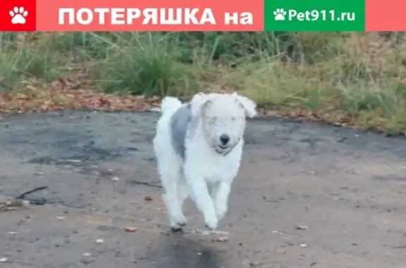 Собаки потеряшки, Липецк, фото: Потеряшка собака в Липецке: фокстерьер Сильвик, район Сокол-3.