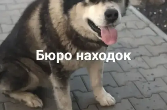 Пропала собака на улице Дачной, Архангельск