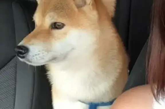 Собаки потеряшки, Иркутск, фото: Потеряшка собака в Иркутске: Сиба-ину, кличка Ноби, район Соболиный Байкальск