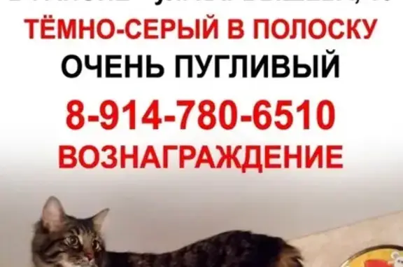 Пропал кот на ул. Карбышева (д.16) в Вилючинске.