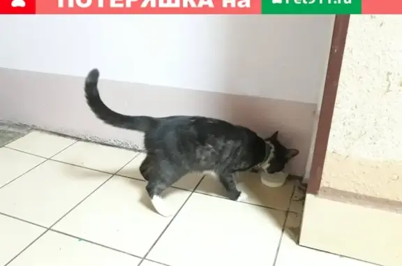 Найдена истощенная кошка на ул. Куусинена, 9 корп. 2, Москва
