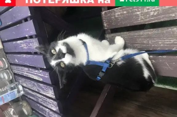 Найдена кошка на пер. Сивцев Вражек