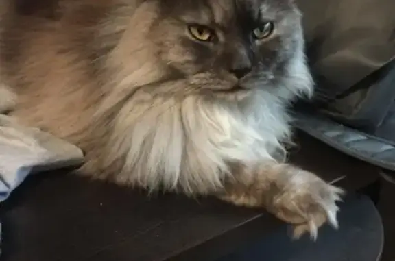 Кошки потеряшки, Москва, фото: Потеряшка кошка породы Мейн-кун в Добрынихе, Московская область