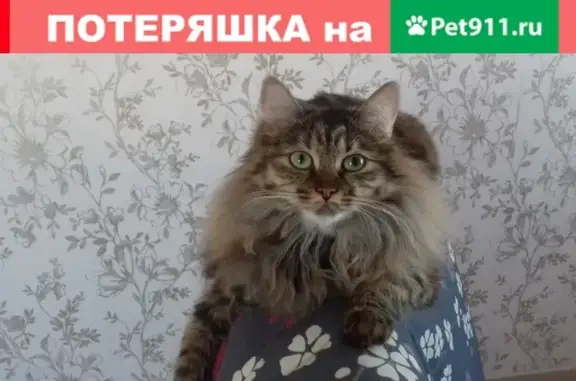 Пропала длинношерстная кошка в Иркутске