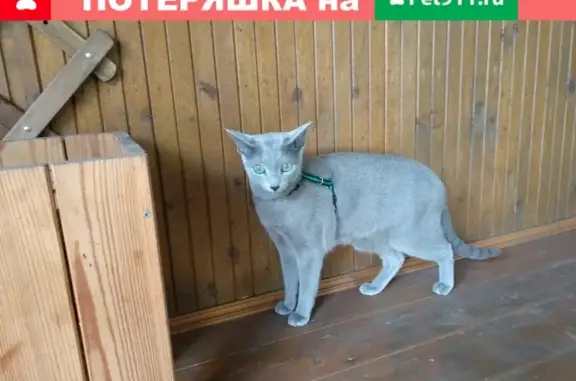 Пропала кошка Патрик в Красногорске, вознаграждение за помощь