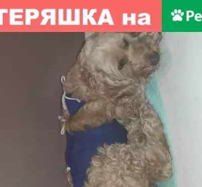 Собака найдена на улице Калинина в Балашихе, возраст 10 лет, с опухолью.