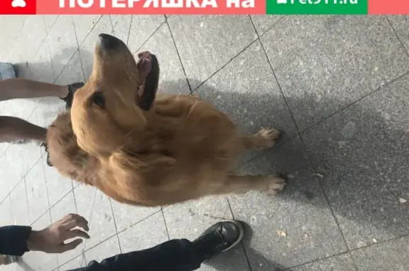 Найдена собака в Москве на чистопрудном бульваре.