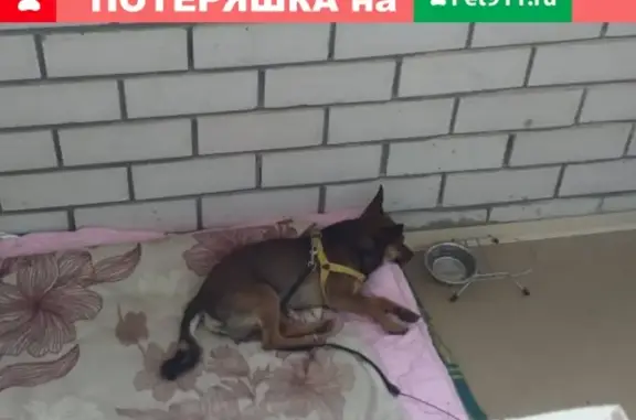 Пропала собака на Восточной ул. в Новочебоксарске