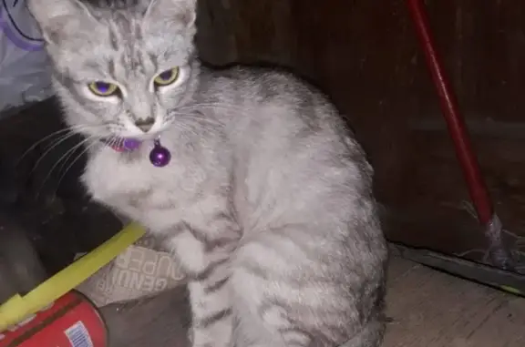 Серая кошка с фиолетовым ошейником найдена в Иваново