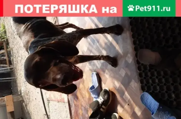 Найдена охотничья собака в Камызякском районе