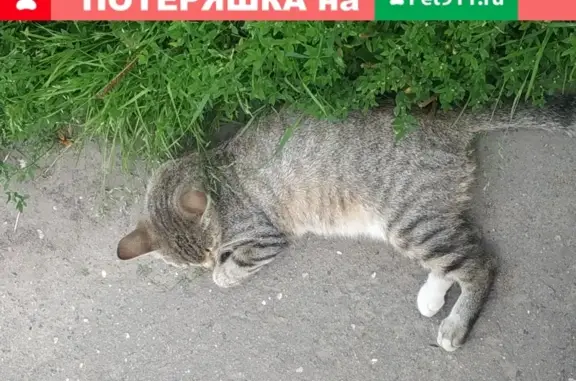 Кошка найдена в Химках на пр. Мельникова 12