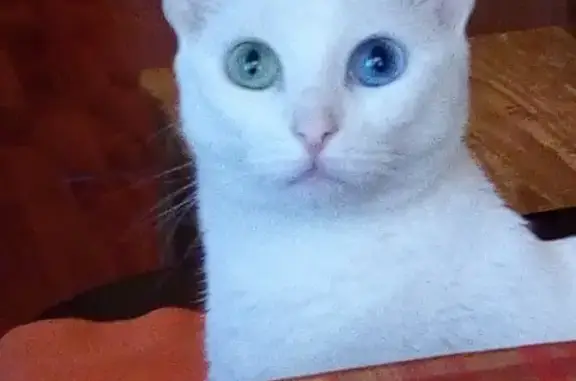 Кошки потеряшки, Москва, фото: Потеряшка кошка Кассиопея, вышла из окна на Изюмской, Москва