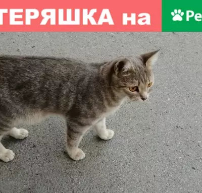 Найдена кошка на ул. Народная, 28 в Новосибирске.