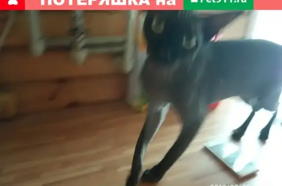 Кошка найдена в Мещерском, Московская обл.