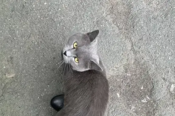 Найден домашний кот в СПб, ищем хозяев.