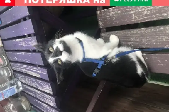 Найдена кошка в районе Сивцев Вражек