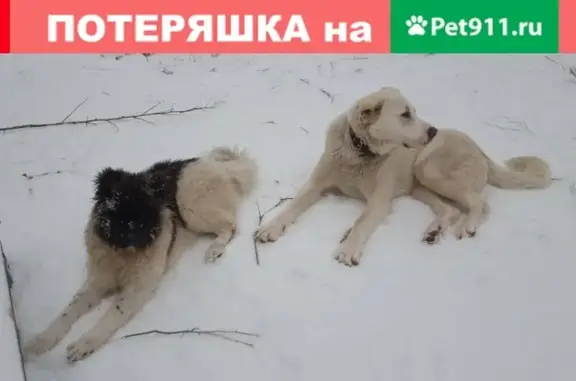 Пропали собаки на ул. Староорловская, помогите найти!