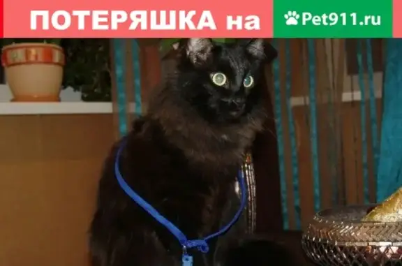 Кошки потеряшки, Тюмень, фото: Потеряшка кот Гриша по адресу Энергетиков 53