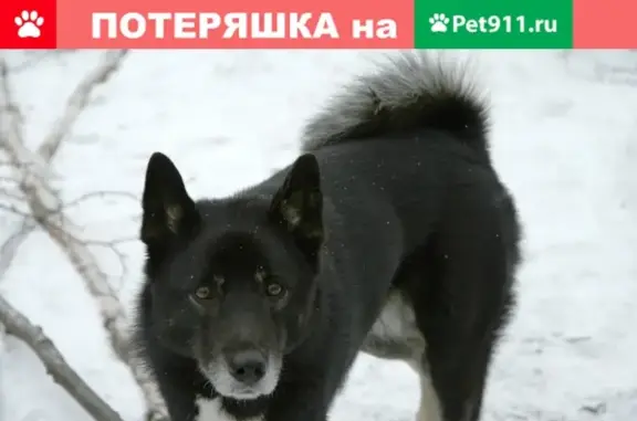 Пропала собака Лайка в Иваново