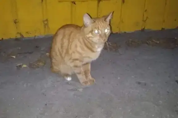 Найден домашний рыжий кот на ул. Батумская, 16 в Челябинске