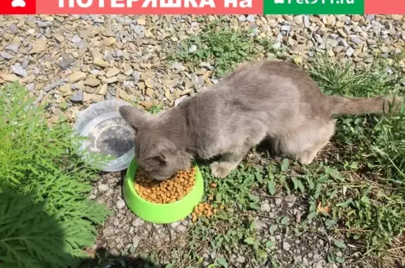 Найден британский кот в Нижнетемерницком районе