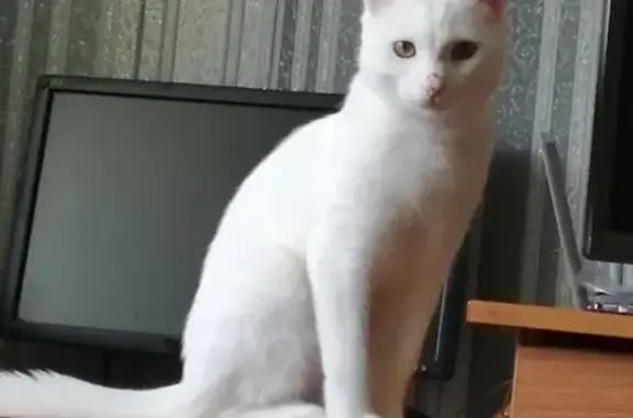 Кошки потеряшки, Новосибирск, фото: Потеряшка кот пушок на Киевской, 23, Новосибирск