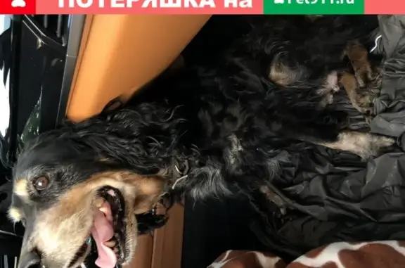 Найдена собака на Советском проспекте, Калининград