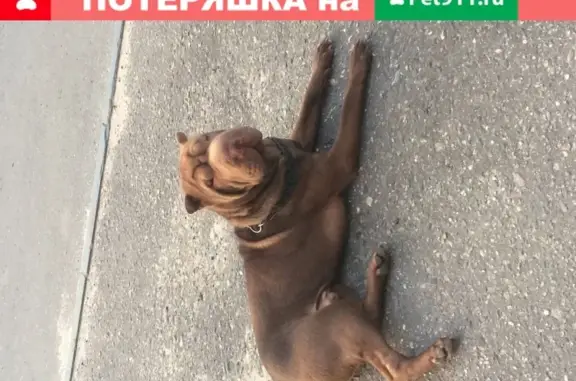 Найдена коричневая собака с ошейником в Кудиново, Московская обл.