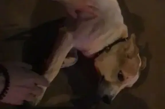 Найдена собака, Москва, фото: Породистая собака с ошейником найдена в Москве