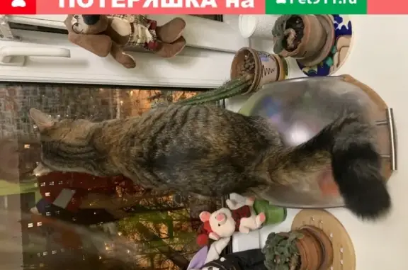 Кошки потеряшки, Москва, фото: Потеряшка кошка Рыся на Ломоносовском пр. 23, Москва