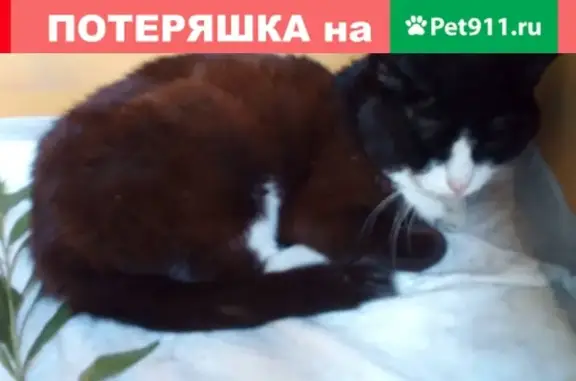 Кошка на Проспекте Пролетарск 1, Сургут