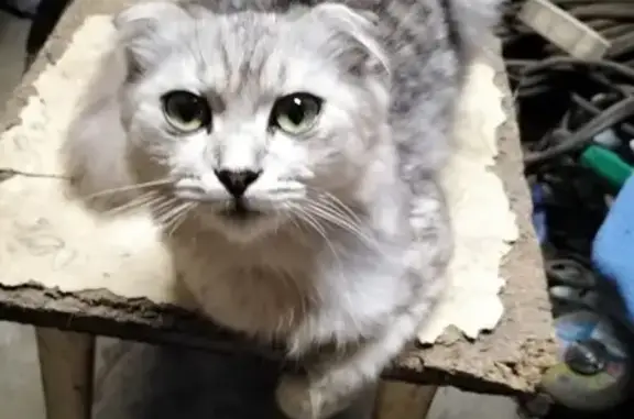 Найден вислоухий котик в районе КСК, ул. Нежинская