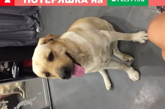 Собака Лабрадор ретривер найдена в селе Шафранное, Крым.