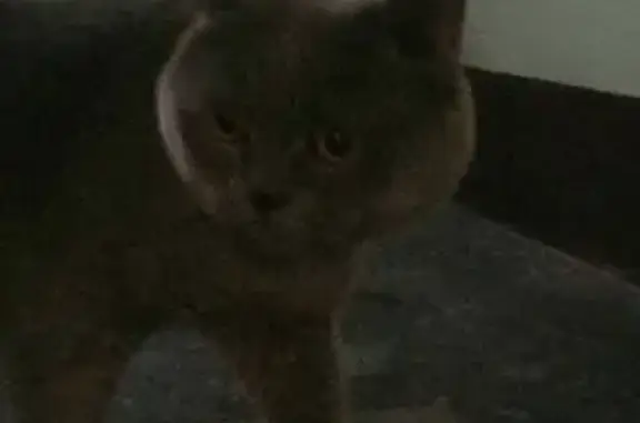 Найден серый кот без ошейника в СПб, Автово