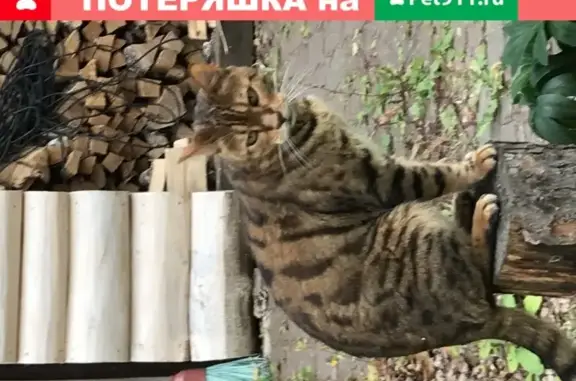 Пропала кошка в Домодедово, найдена в Семиврагах