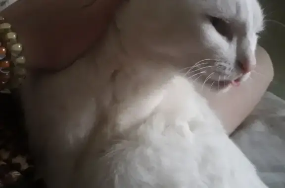 Потерянные животные Москва, фото: Пропала белая кошка на улице Свободы, Москва