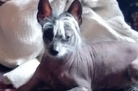 Собаки потеряшки, Москва, фото: Потеряшка собака в СНТ Мир, Москва