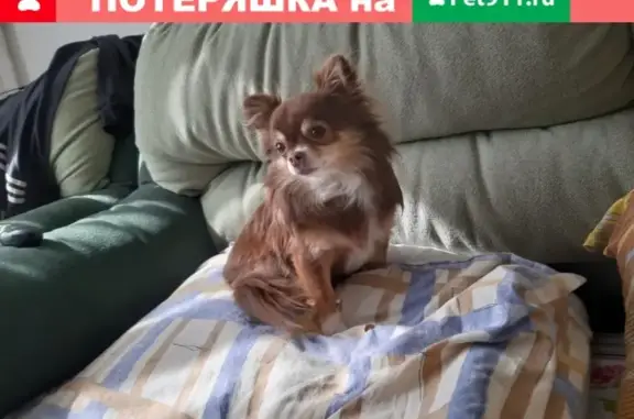 Пропала собака породы Чихуахуа в Ногинске