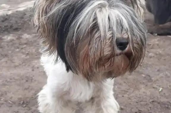 Собаки потеряшки, Барнаул, фото: Потеряшка собака в Барнауле, район Октябрьский