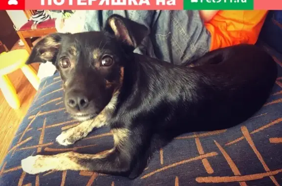 Собаки потеряшки, Нижний Новгород, фото: Потеряшка собака возрастом пол года на ул. Народной, Н. Новгород