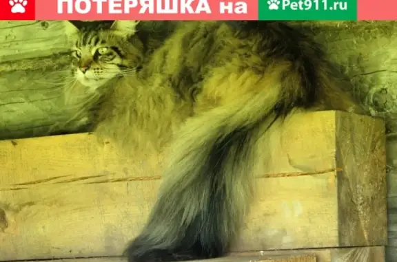 Пропала кошка Мейн-кун в Брейтовском районе, Ярославская область