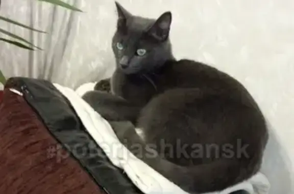 Кошки потеряшки, Новосибирск, фото: Потеряшка серый кот Смоки в районе Стадиона Сибирь (ул. Б. Хмельницкого, 20)