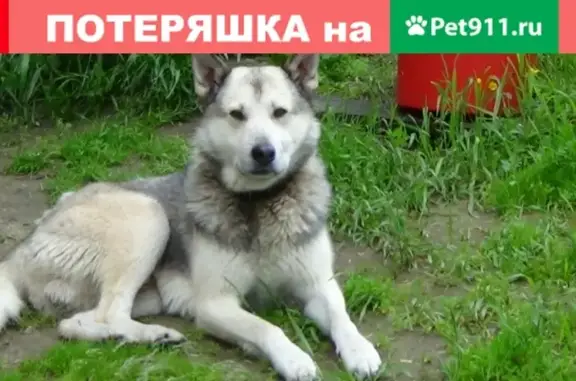 Пропала собака в деревне Поньгагуба, Карелия