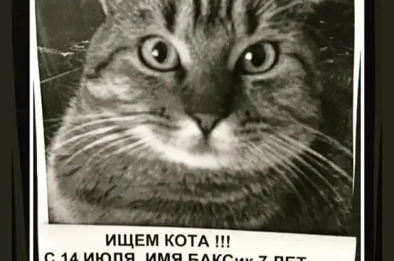 Пропал кот Баксик в Камышевахе!