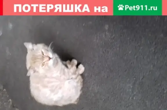 Найдена кошка: адрес - Фестивальный мкр., ул. Яна-Полуяна, 60