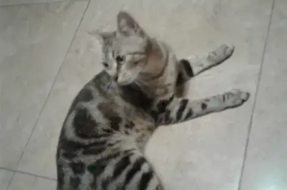 Найдена кошка на Тепличной, ищем новый дом