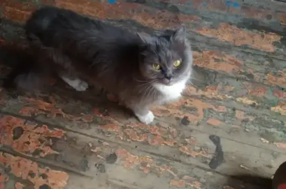 Найден худой кот в бывшем общежитии в Перми