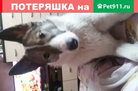Пропала собака РАДА в Томске.