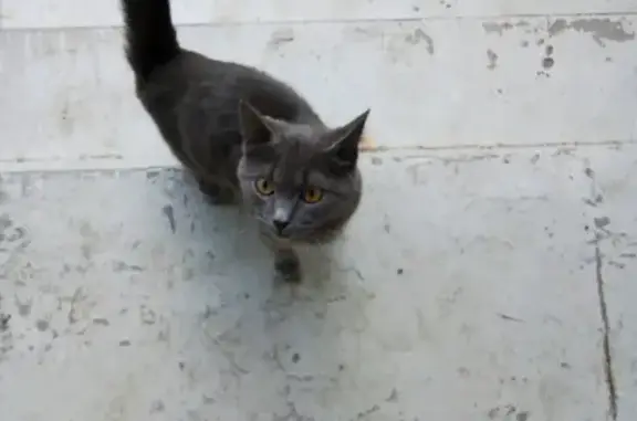 Найдена кошка на Заводской улице в Ростове-на-Дону